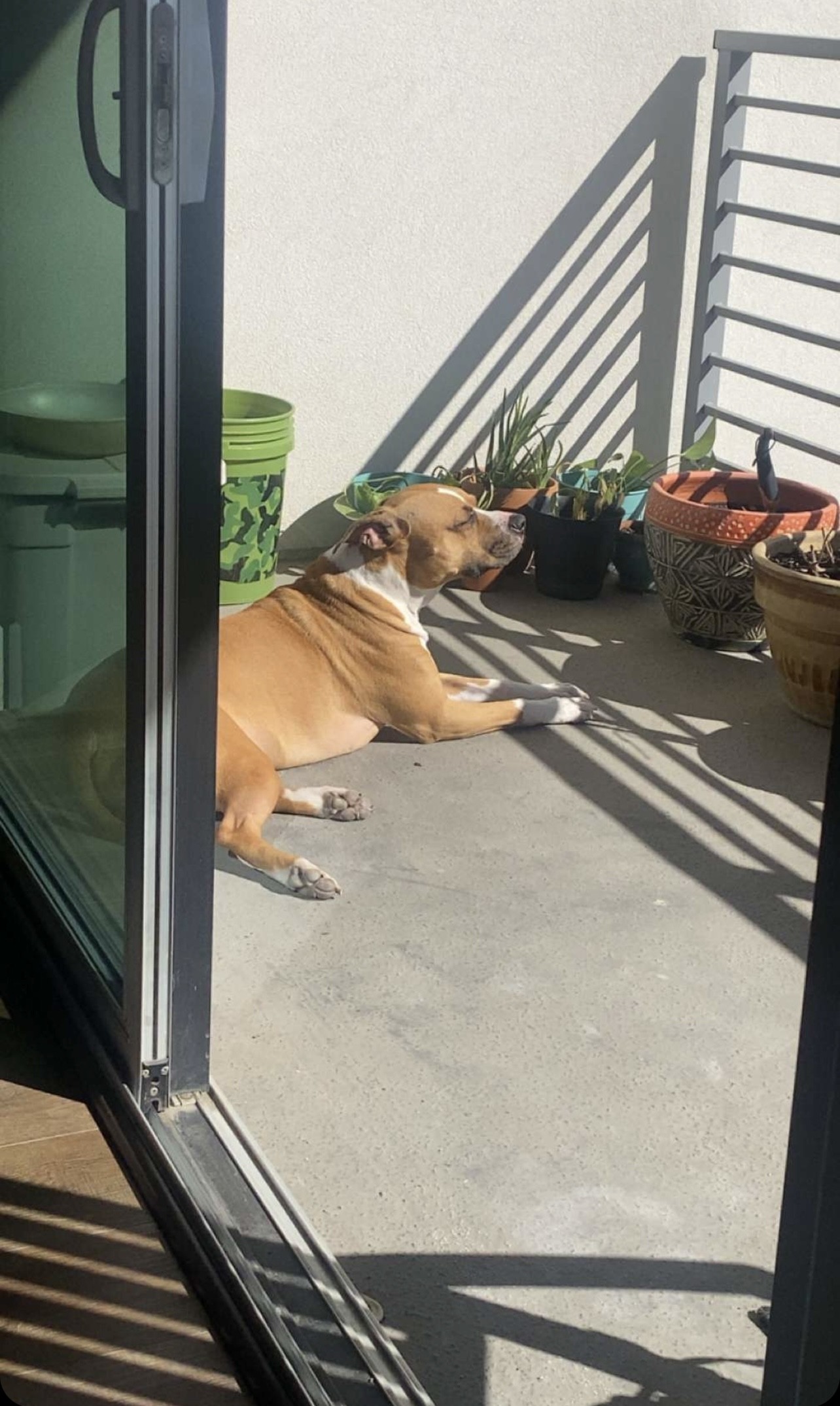 Doobie sunbathing on the balcony of Matthew's new Dallas apartment